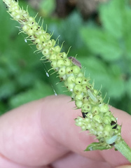 Celastrina neglectamajor