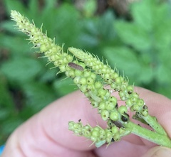 Celastrina neglectamajor