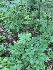 Celastrina neglectamajor