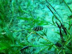Densipora corrugata