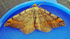 Macaria liturata