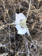 Calochortus macrocarpus maculosus