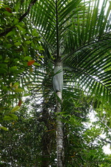 Cyphokentia macrostachya