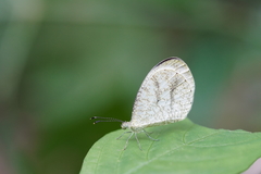 Leptosia alcesta inalcesta