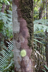 Cyphokentia macrostachya