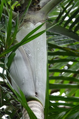 Cyphokentia macrostachya