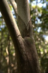 Cyphokentia macrostachya