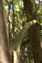 Cyphokentia macrostachya