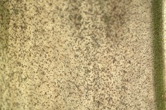 Cyphokentia macrostachya