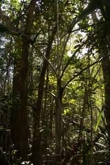 Cyphokentia macrostachya