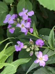 Hesperis matronalis