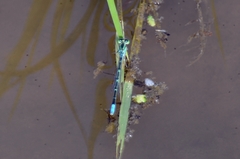 Paracercion hieroglyphicum