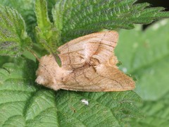 Charanyca trigrammica