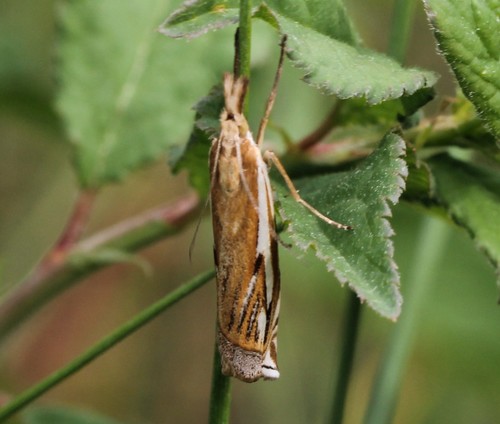 Scarce Grass-veneer, Zeewolde, Nederland, photo 10 of 10