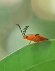 Pachyderes apicalis