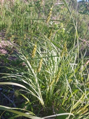 Carex arnellii