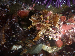 Aglaophenia latirostris