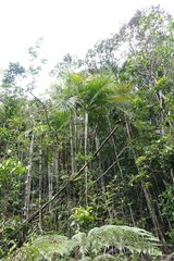 Cyphokentia macrostachya