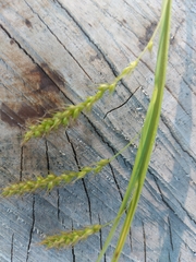 Carex arnellii