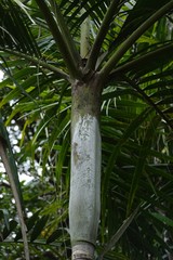 Cyphokentia macrostachya