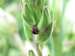 Caplothorax melanopterus