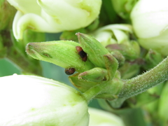 Caplothorax melanopterus