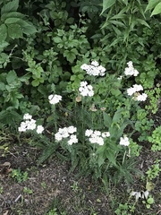 Achillea millefolium
