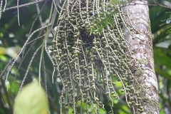 Cyphokentia macrostachya