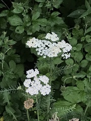 Achillea millefolium