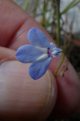 Lobelia dasyphylla