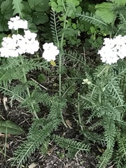 Achillea millefolium