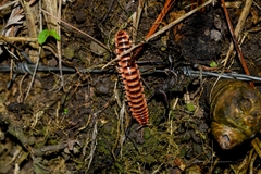 Polydesmida