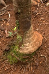 Cyphokentia macrostachya