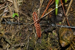 Polydesmida