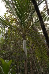 Cyphokentia macrostachya