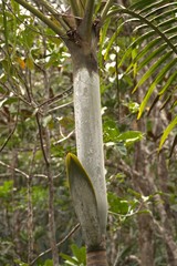 Cyphokentia macrostachya