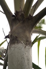 Cyphokentia macrostachya