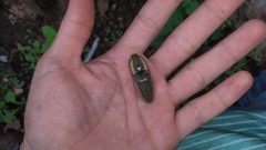 Chalcolepidius bomplandii