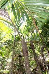 Clinosperma lanuginosa