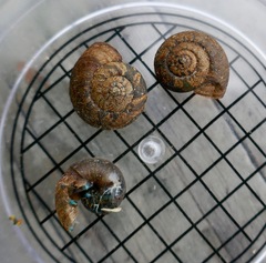 Thalassohelix igniflua