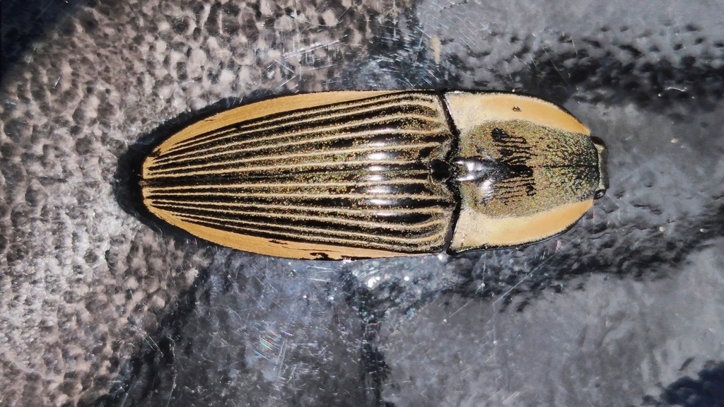 Chalcolepidius bomplandii