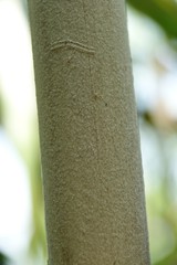 Clinosperma lanuginosa