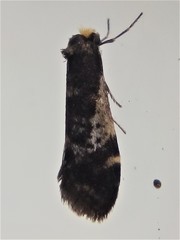 Lepidoscia lainodes