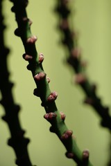 Clinosperma lanuginosa