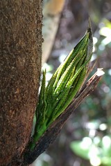 Clinosperma lanuginosa