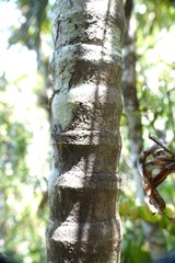 Clinosperma lanuginosa