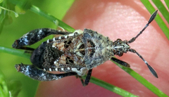 Merocoris