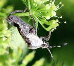 Merocoris