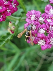 Synanthedon decipiens