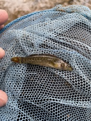 Etheostoma vulneratum